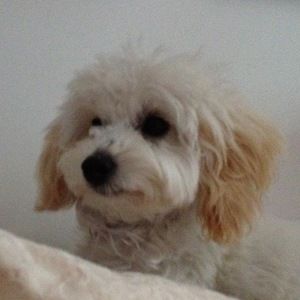 Meet your Posher, Rose